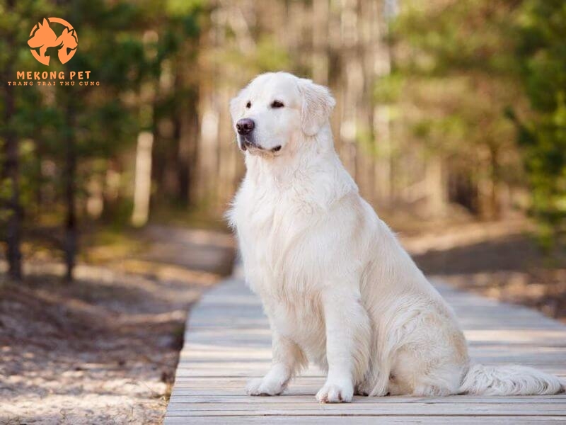 Giống chó golden trắng trưởng thành có giá lên đến vài ngàn đô, được nhiều khách hàng ưa chuộng